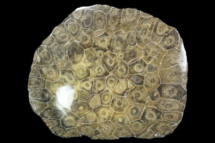 Polished Fossil Coral (Actinocyathus) - Morocco #90249
